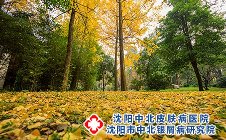 攝圖網_500750742_秋冬的黃色銀杏非常美麗-（企業商用）